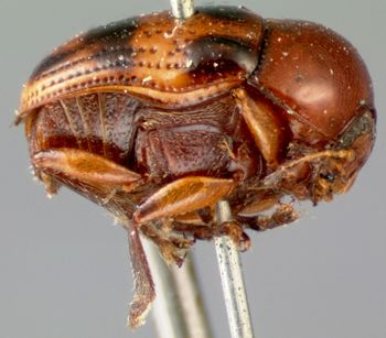 Media type: image; Entomology 9275   Aspect: habitus lateral view